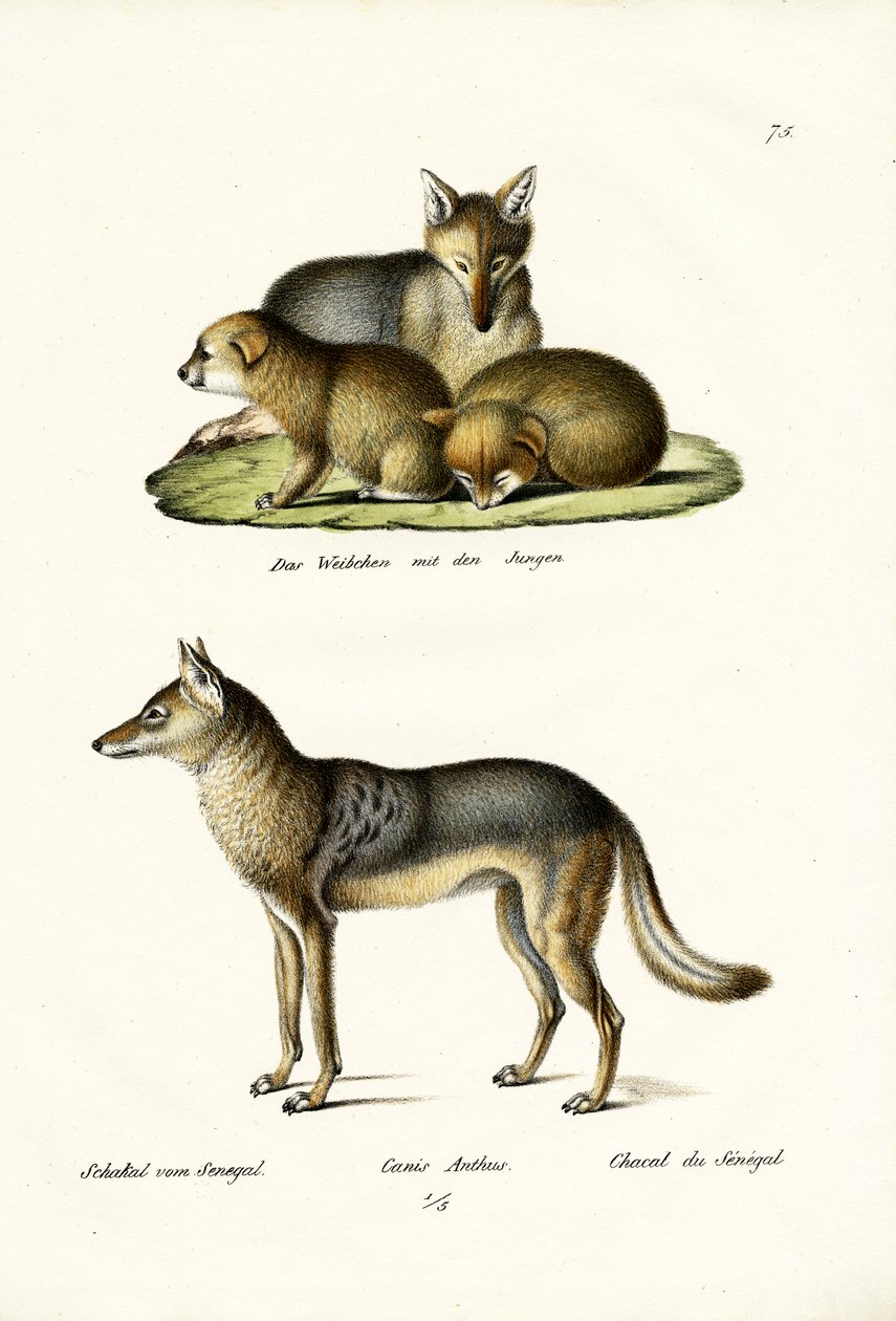 Chacal, 1824 - Karl Joseph Brodtmann