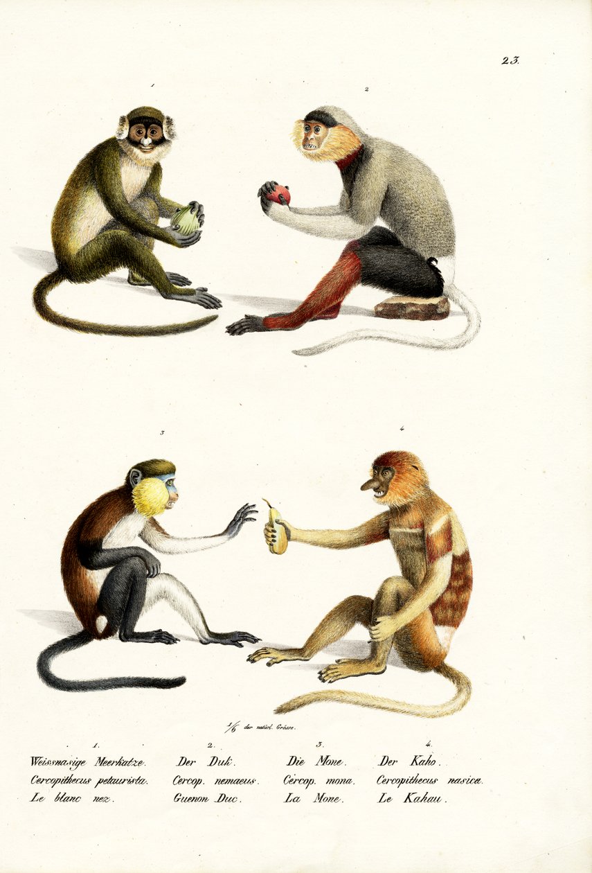 Singe à nez blanc moindre, 1824 - Karl Joseph Brodtmann