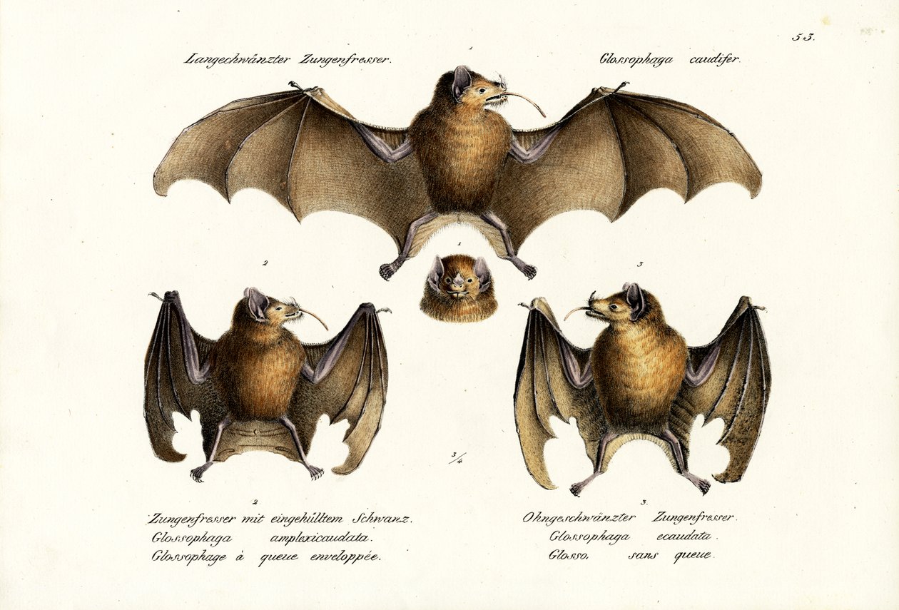 Chauve-souris à long nez, 1824 - Karl Joseph Brodtmann
