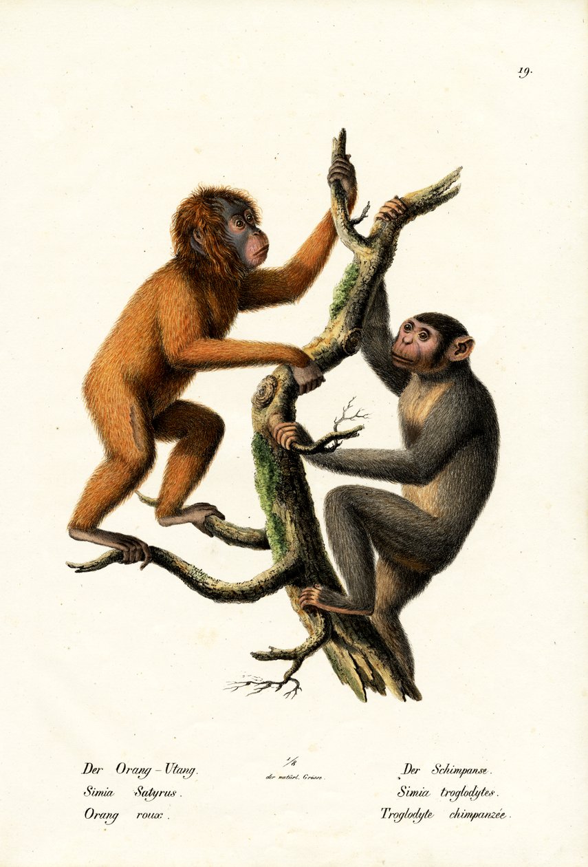 Orang-outan, 1824 - Karl Joseph Brodtmann