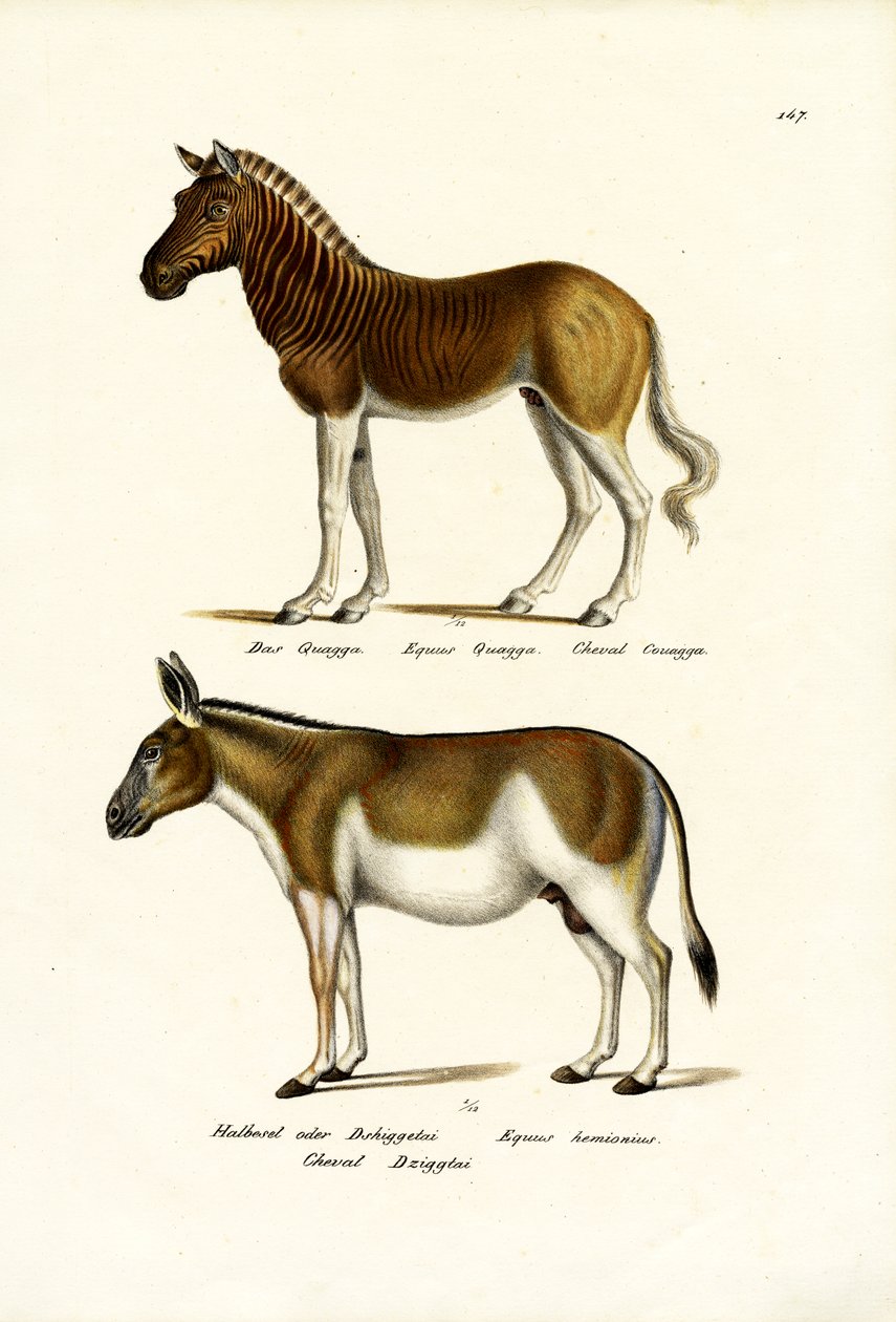 Quagga, 1824 - Karl Joseph Brodtmann