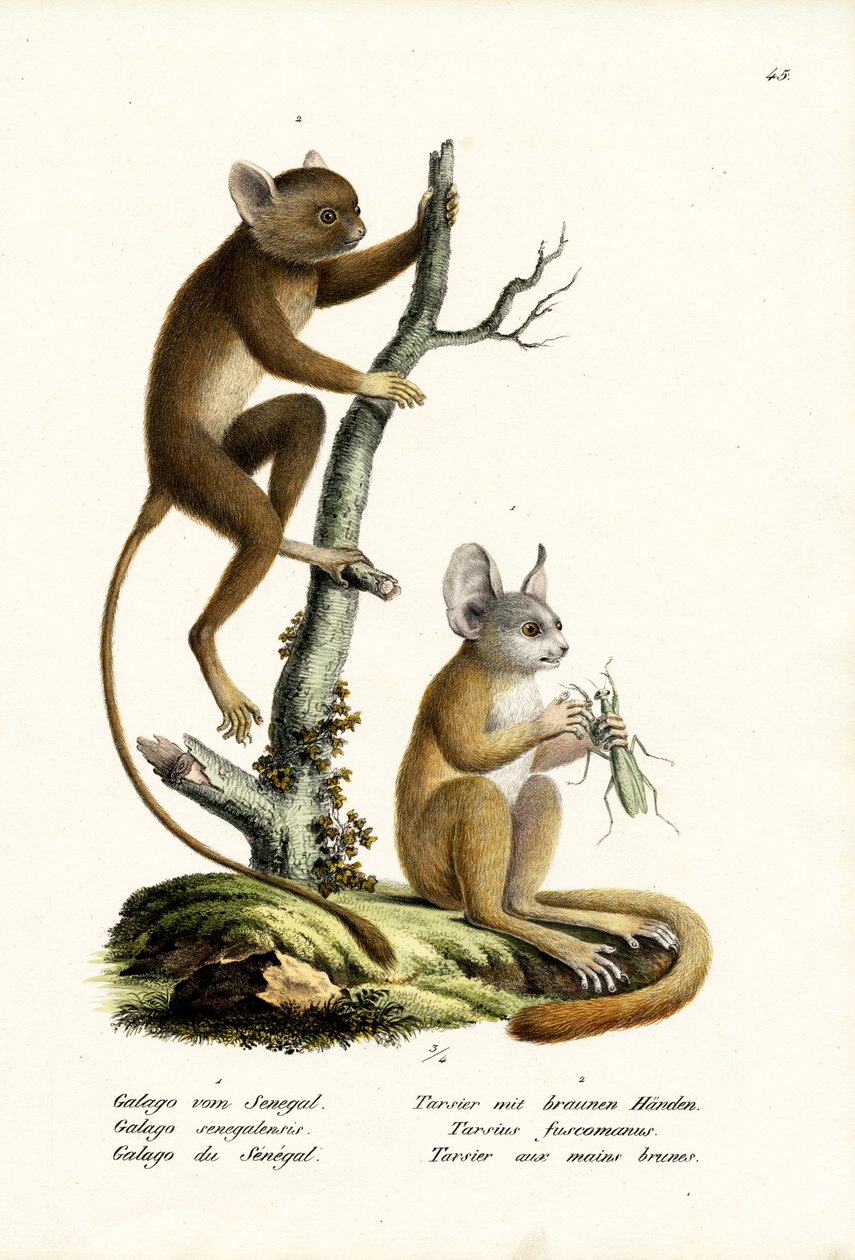 Galago du Sénégal, 1824 - Karl Joseph Brodtmann