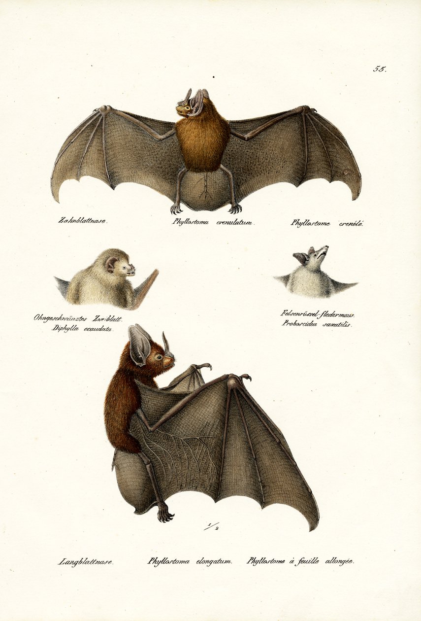 Chauves-souris à nez de lance, 1824 - Karl Joseph Brodtmann