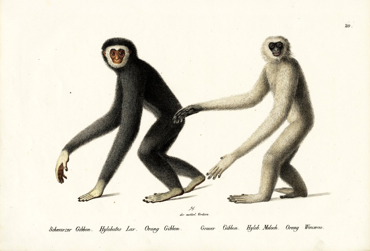 Gibbon à mains blanches, 1824 - Karl Joseph Brodtmann