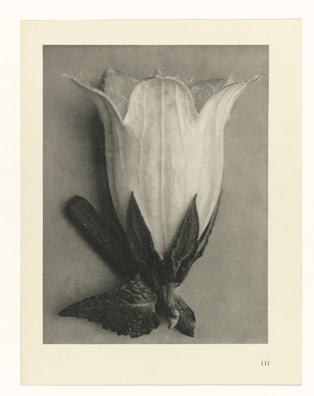 Études de plantes (Urformen der Kunst: photographische Pflanzenbilder) - Karl Blossfeldt
