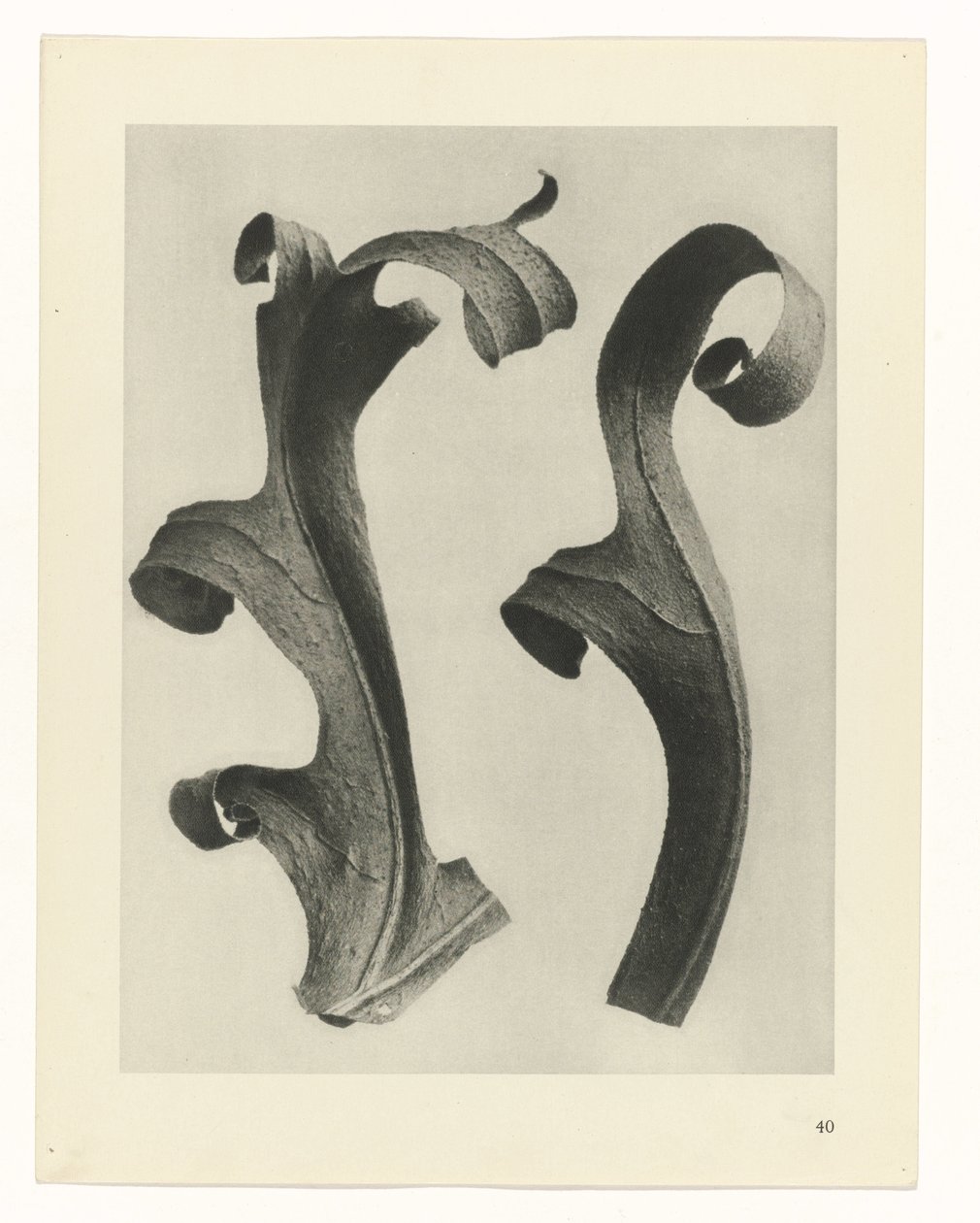 Études de plantes (Urformen der Kunst: photographische Pflanzenbilder) - Karl Blossfeldt