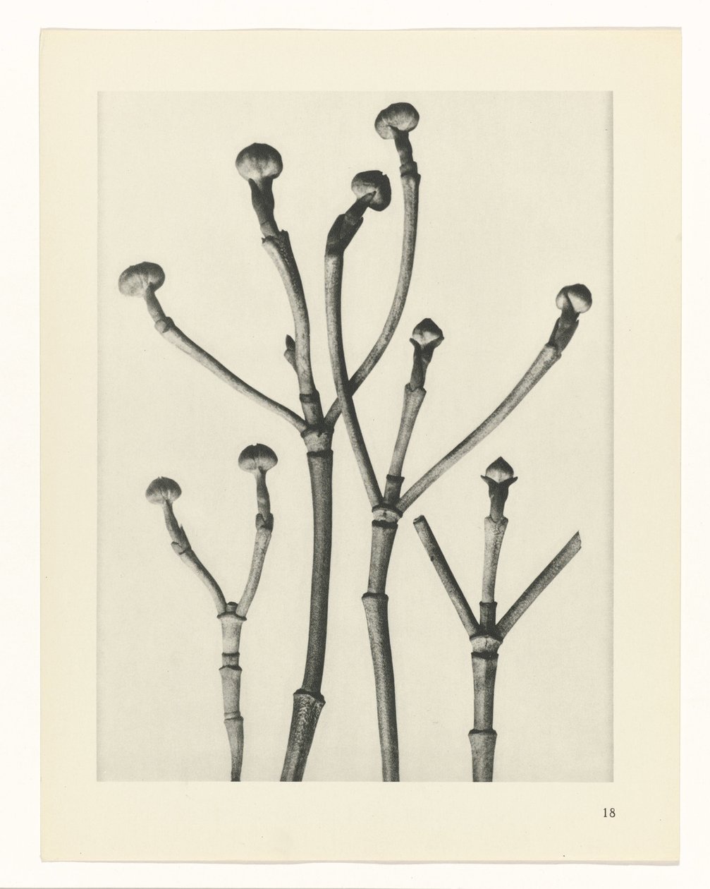 Études de plantes (Urformen der Kunst: photographische Pflanzenbilder) - Karl Blossfeldt