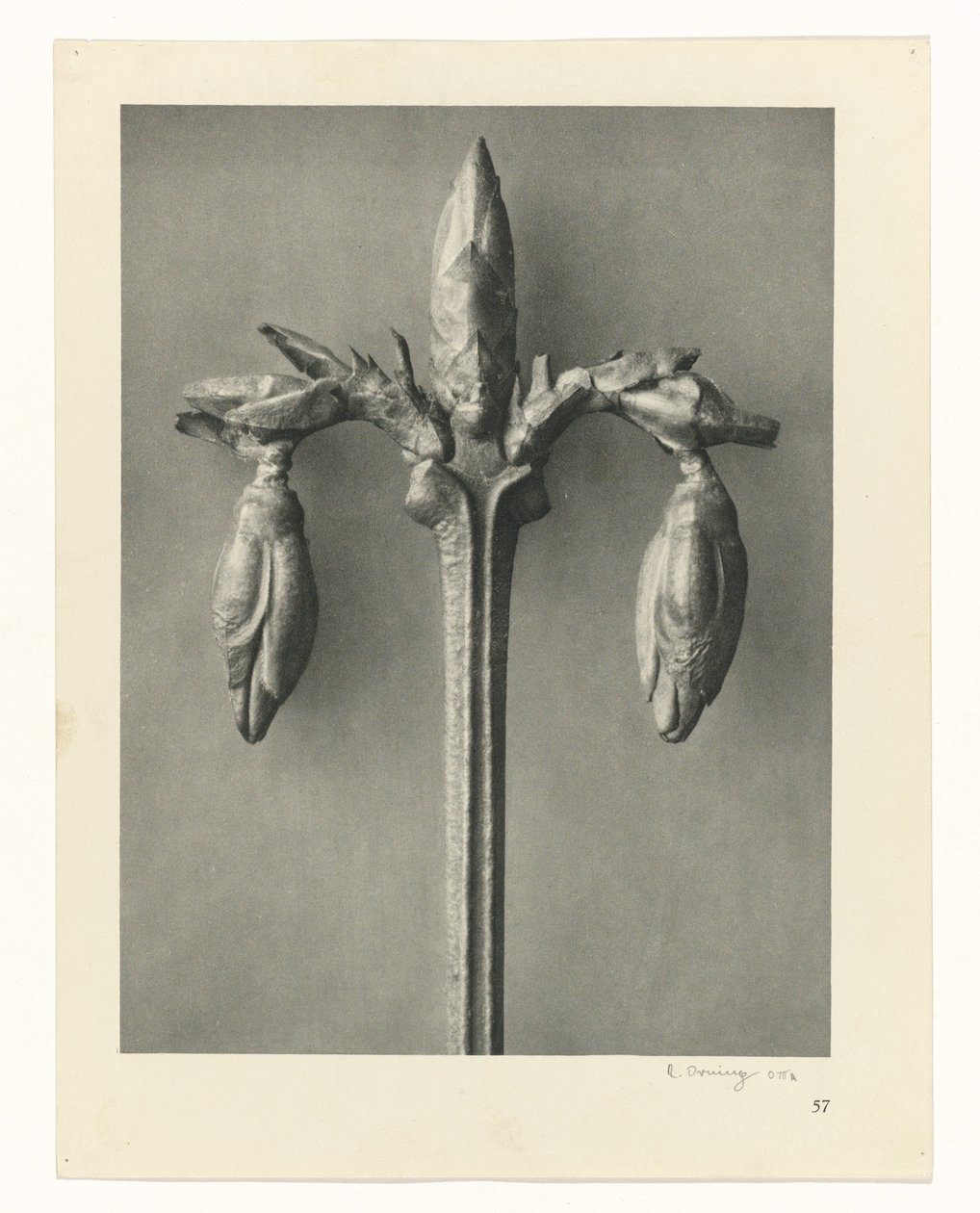 Études de plantes (série Urformen der Kunst: photographies de plantes) - Karl Blossfeldt