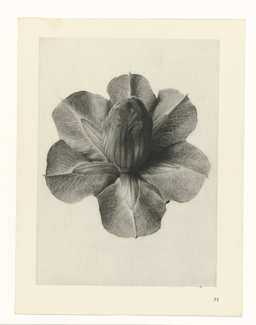 Études de plantes (série Urformen der Kunst: photographies de plantes) - Karl Blossfeldt