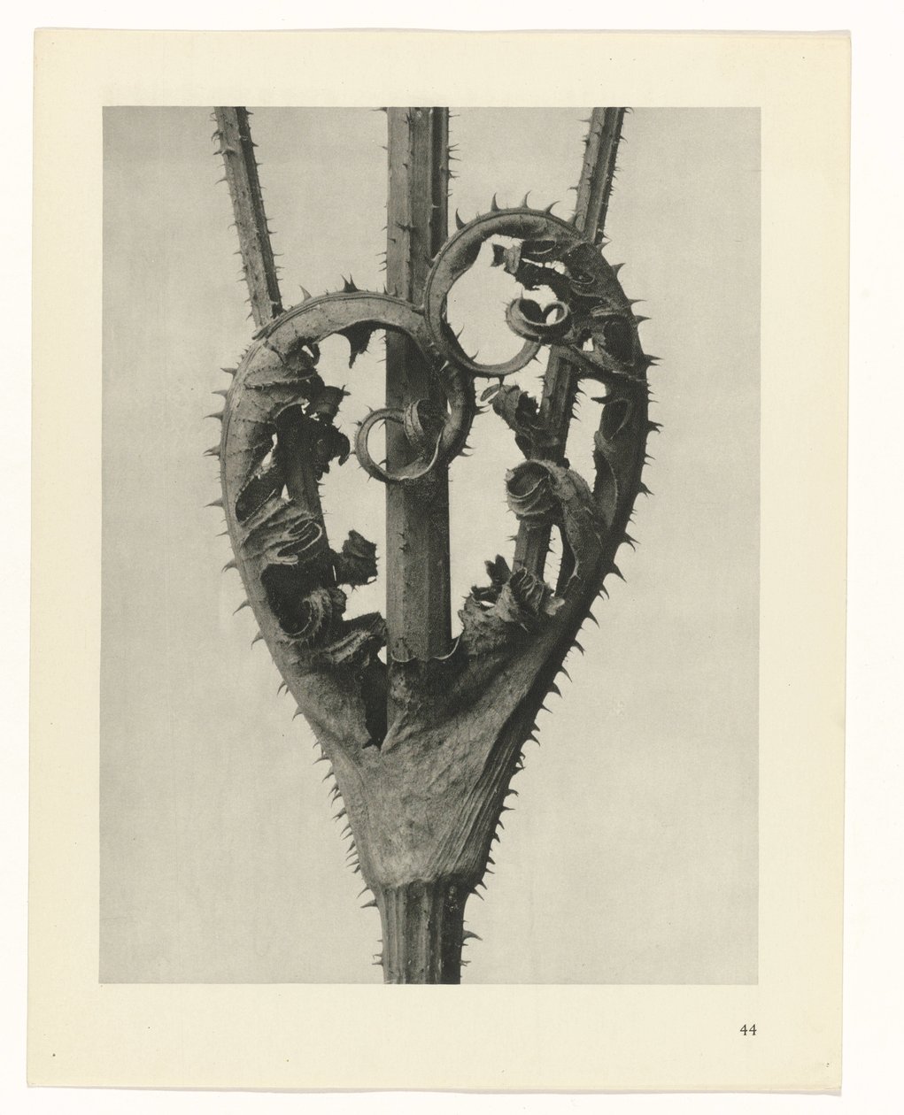Études de plantes (série Urformen der Kunst: photographies de plantes) - Karl Blossfeldt