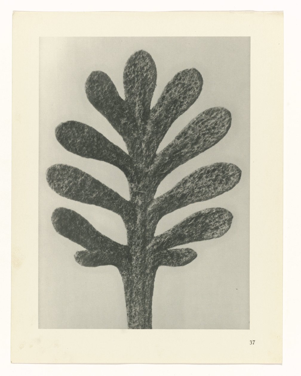 Études de plantes (Urformen der Kunst: photographische Pflanzenbilder) - Karl Blossfeldt