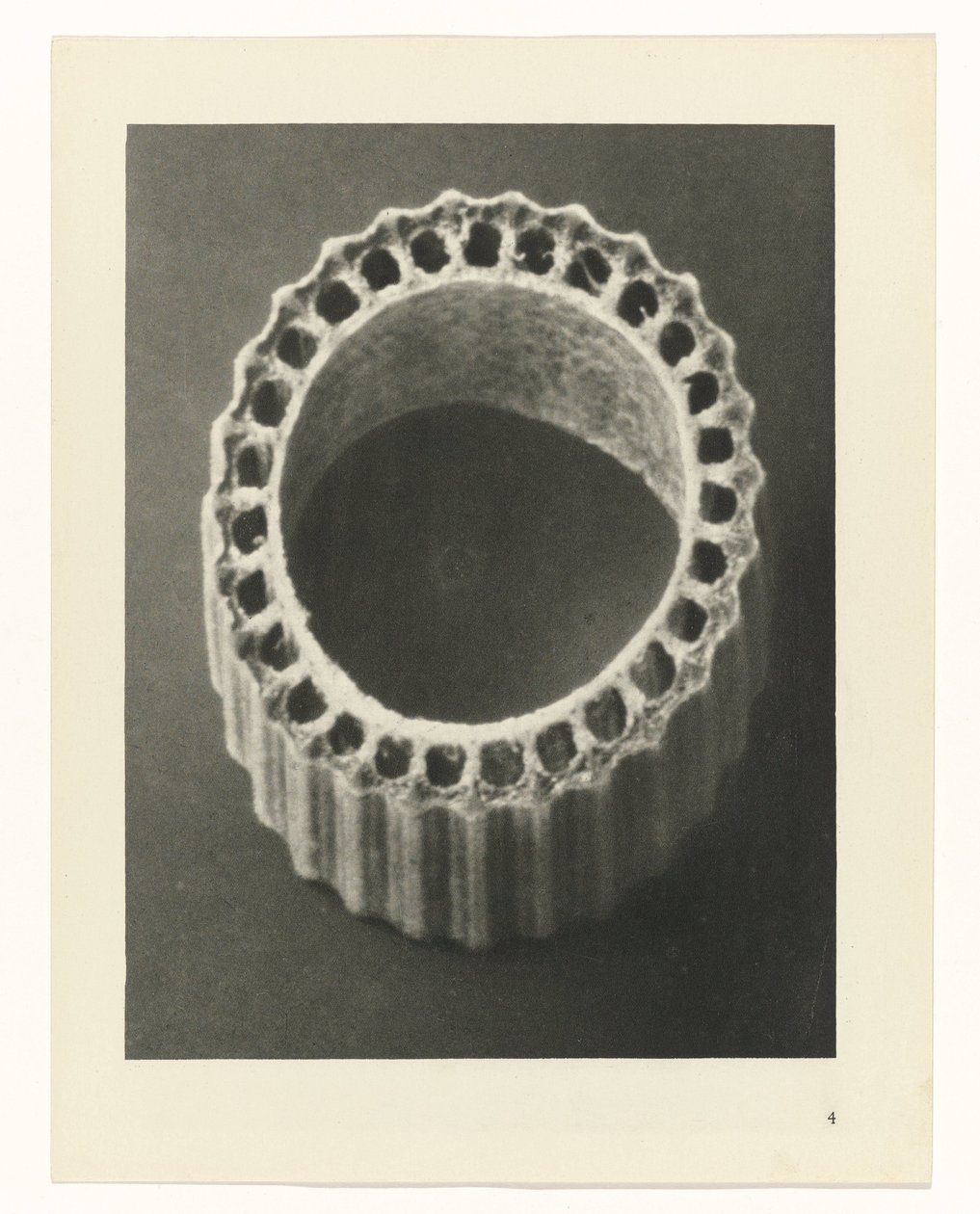 Études de plantes (Urformen der Kunst : photographische Pflanzenbilder) - Karl Blossfeldt