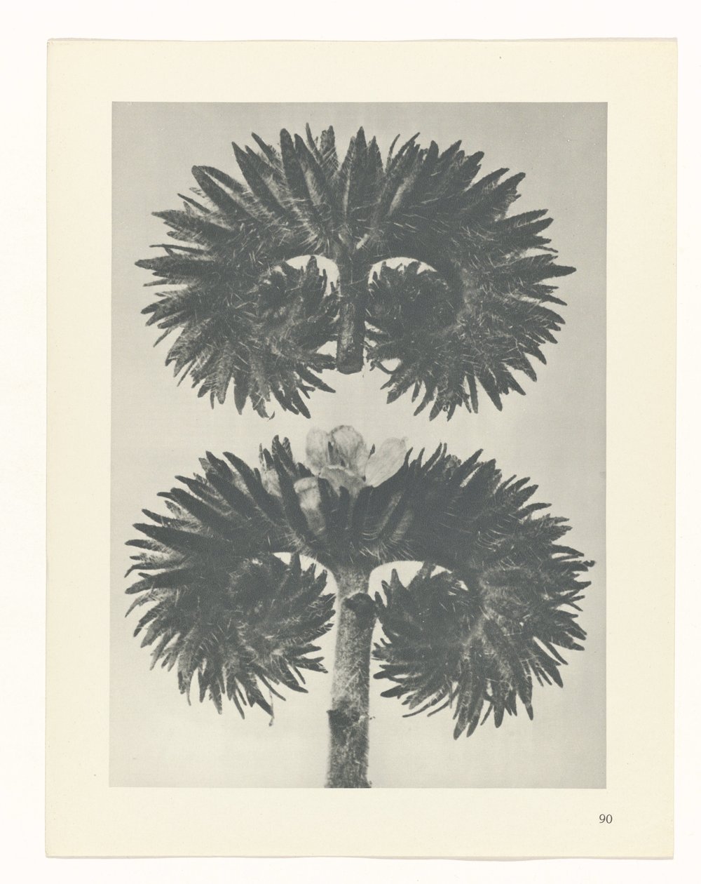 Étude de plante (Urformen der Kunst) - Karl Blossfeldt
