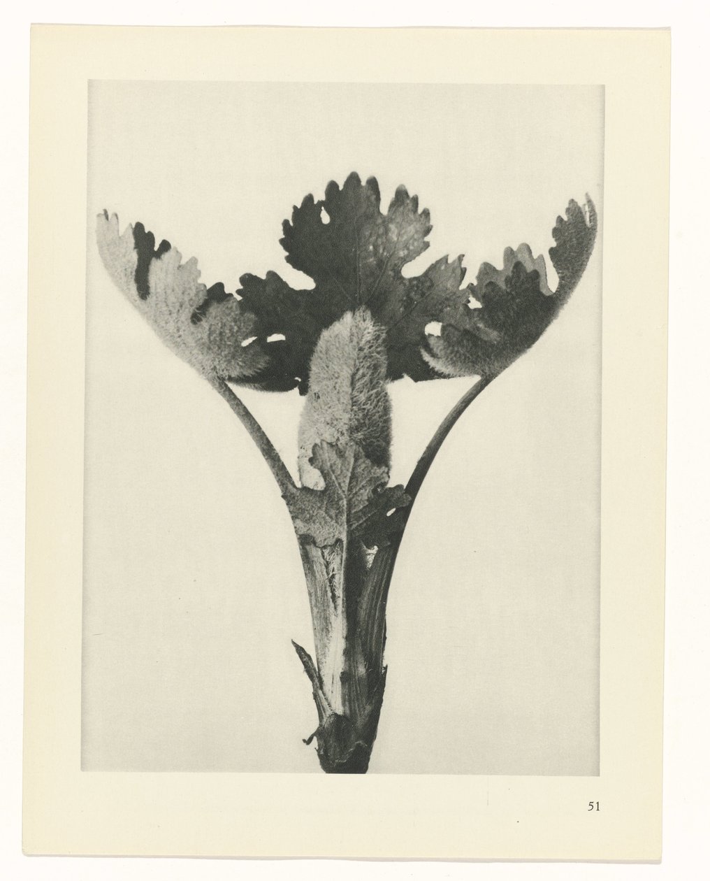 Étude de plante (Urformen der Kunst) - Karl Blossfeldt