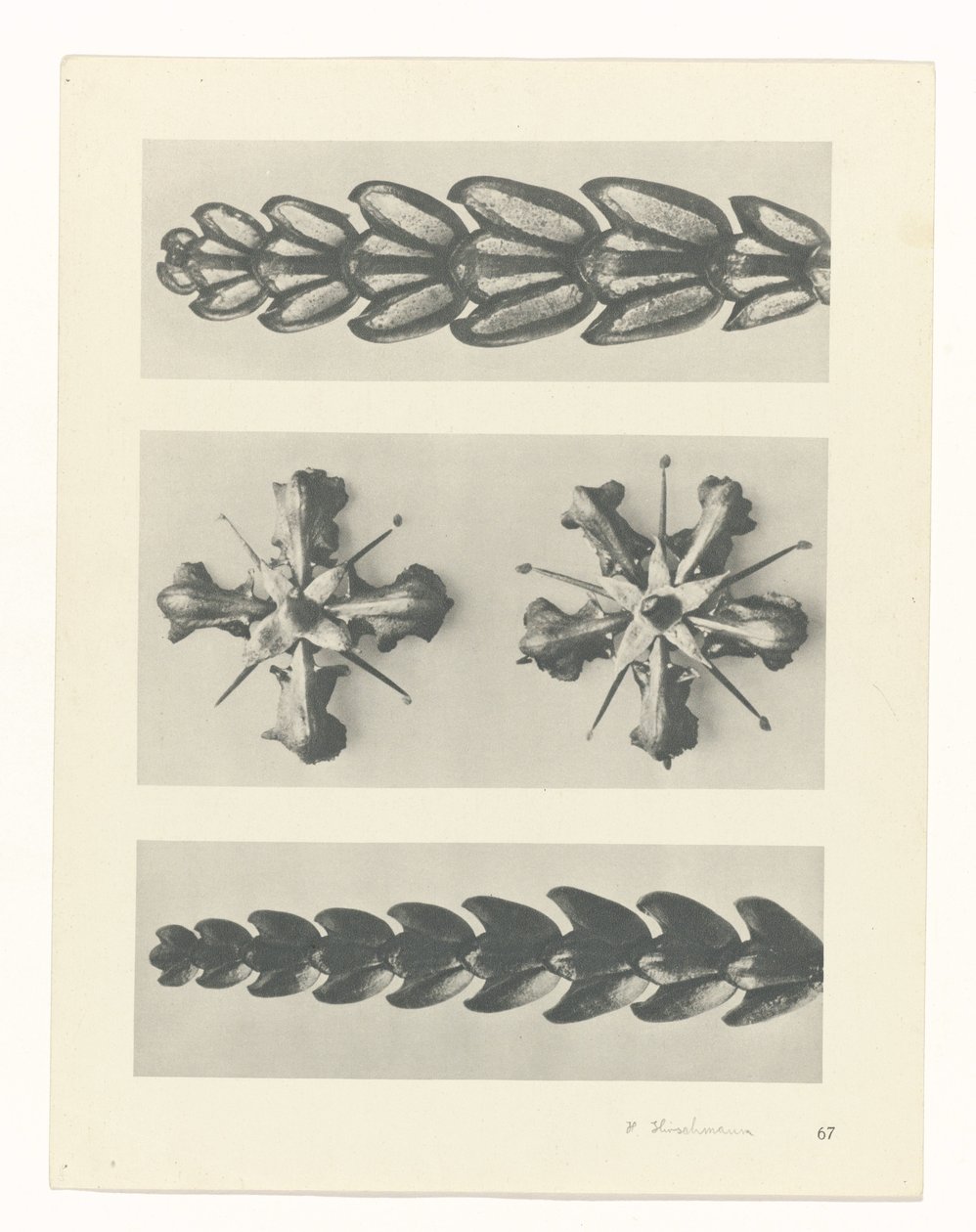 Étude de plante (Urformen der Kunst) - Karl Blossfeldt