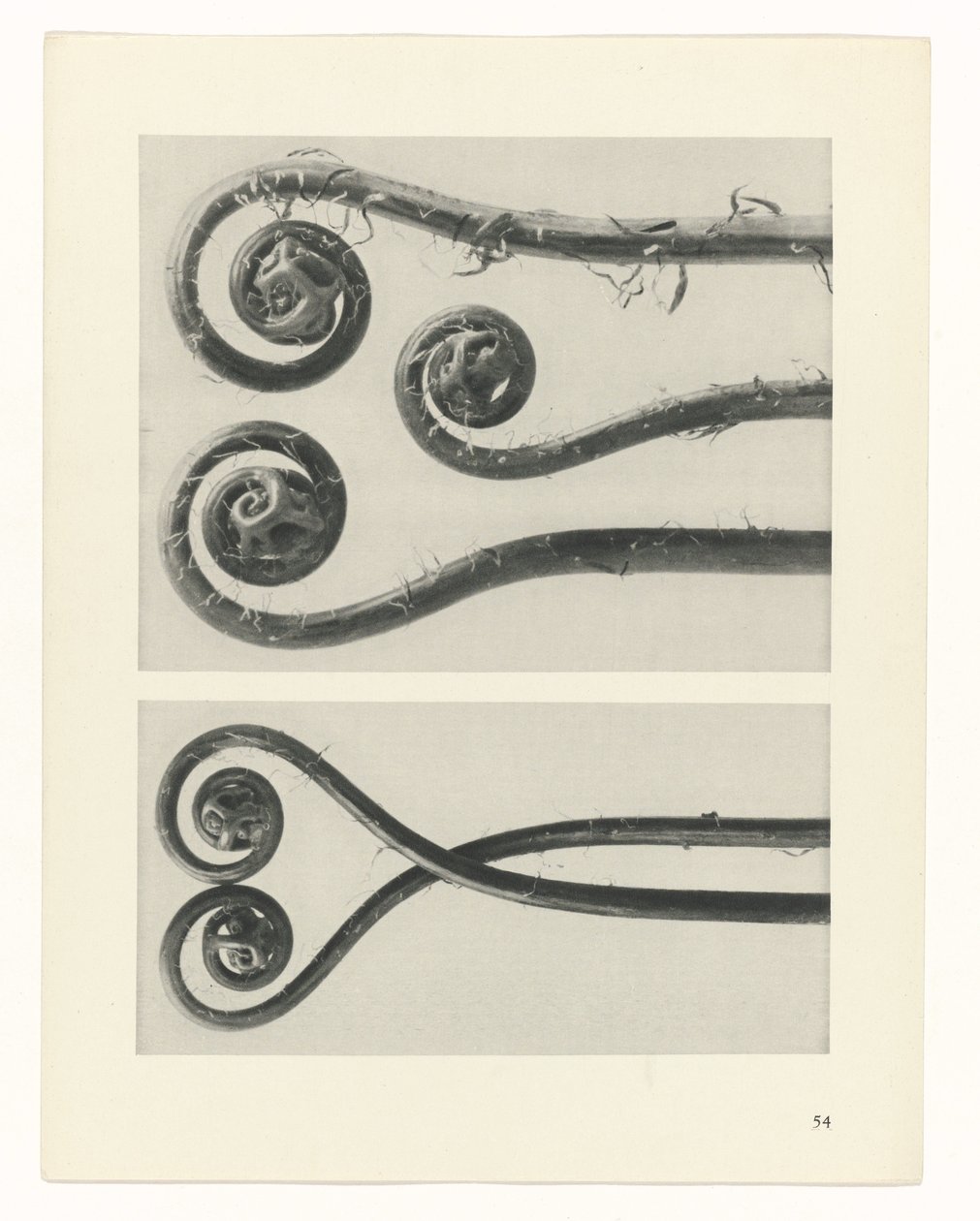 Étude de plante (Urformen der Kunst) - Karl Blossfeldt