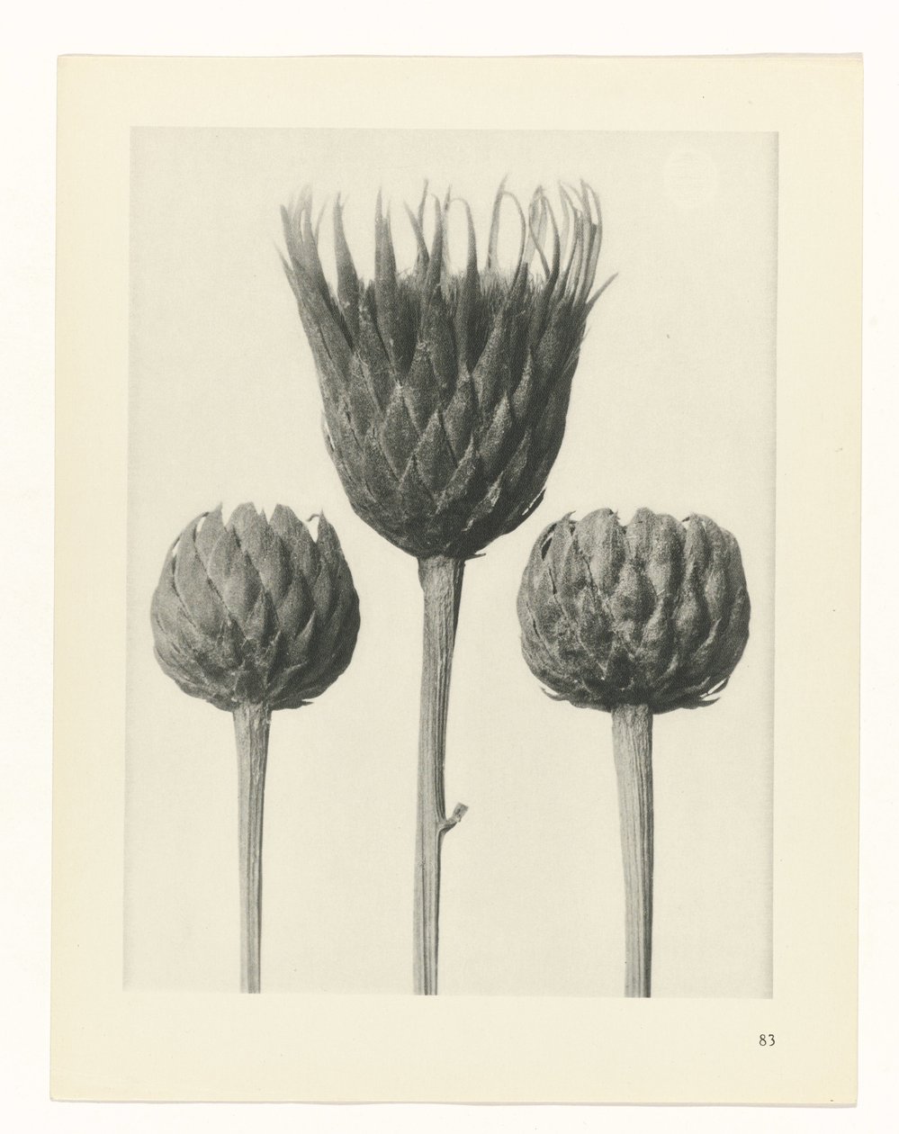 Étude de plante (Urformen der Kunst) - Karl Blossfeldt