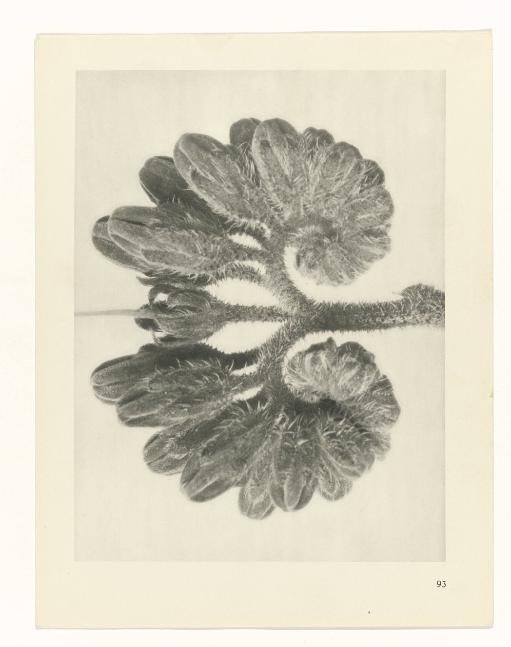 Étude de plante (Urformen der Kunst) - Karl Blossfeldt