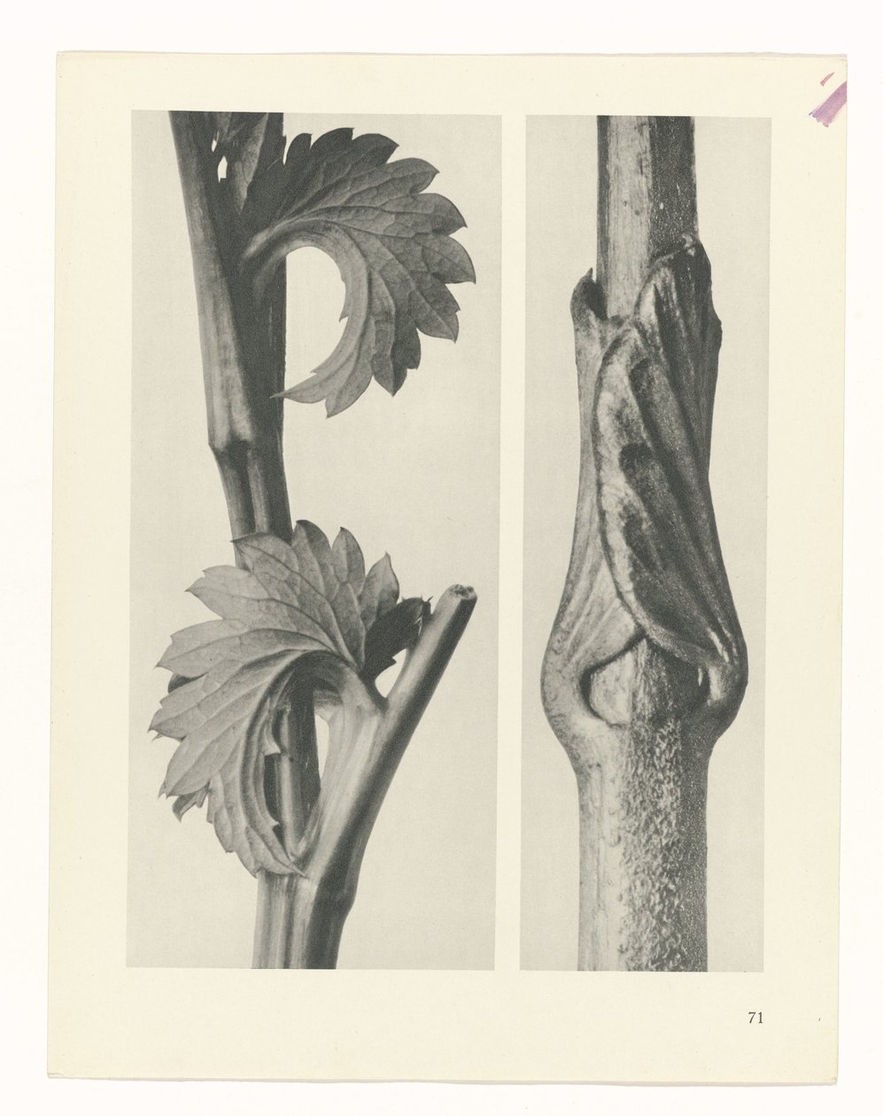 Étude de plante (série Urformen der Kunst) - Karl Blossfeldt