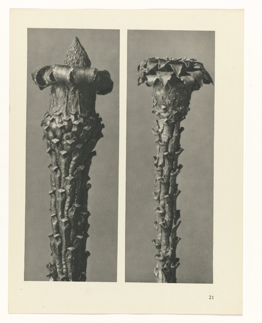 Étude de plante (série Urformen der Kunst) - Karl Blossfeldt