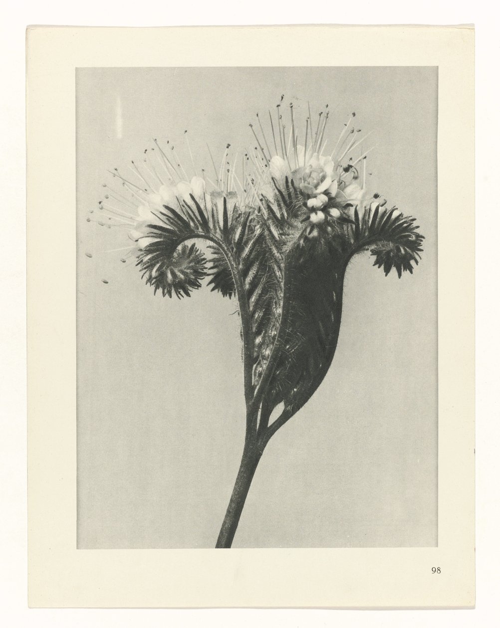 Étude de plante (série Urformen der Kunst) - Karl Blossfeldt