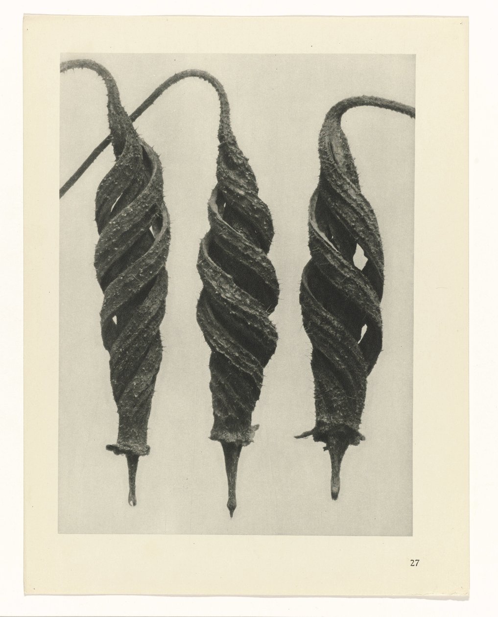 Étude de plante (série Urformen der Kunst) - Karl Blossfeldt