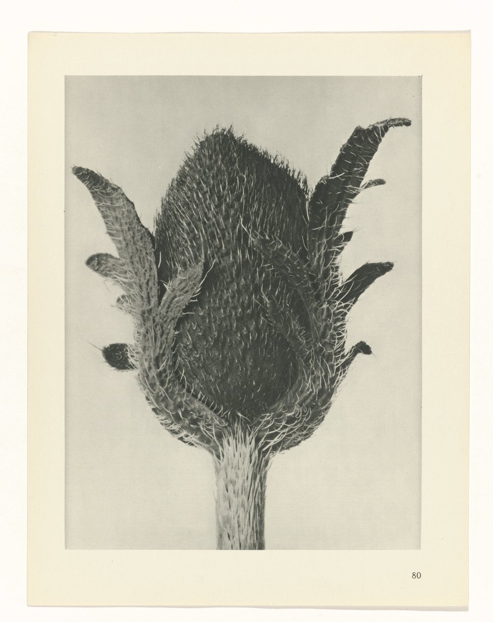 Étude de plante (série Urformen der Kunst) - Karl Blossfeldt