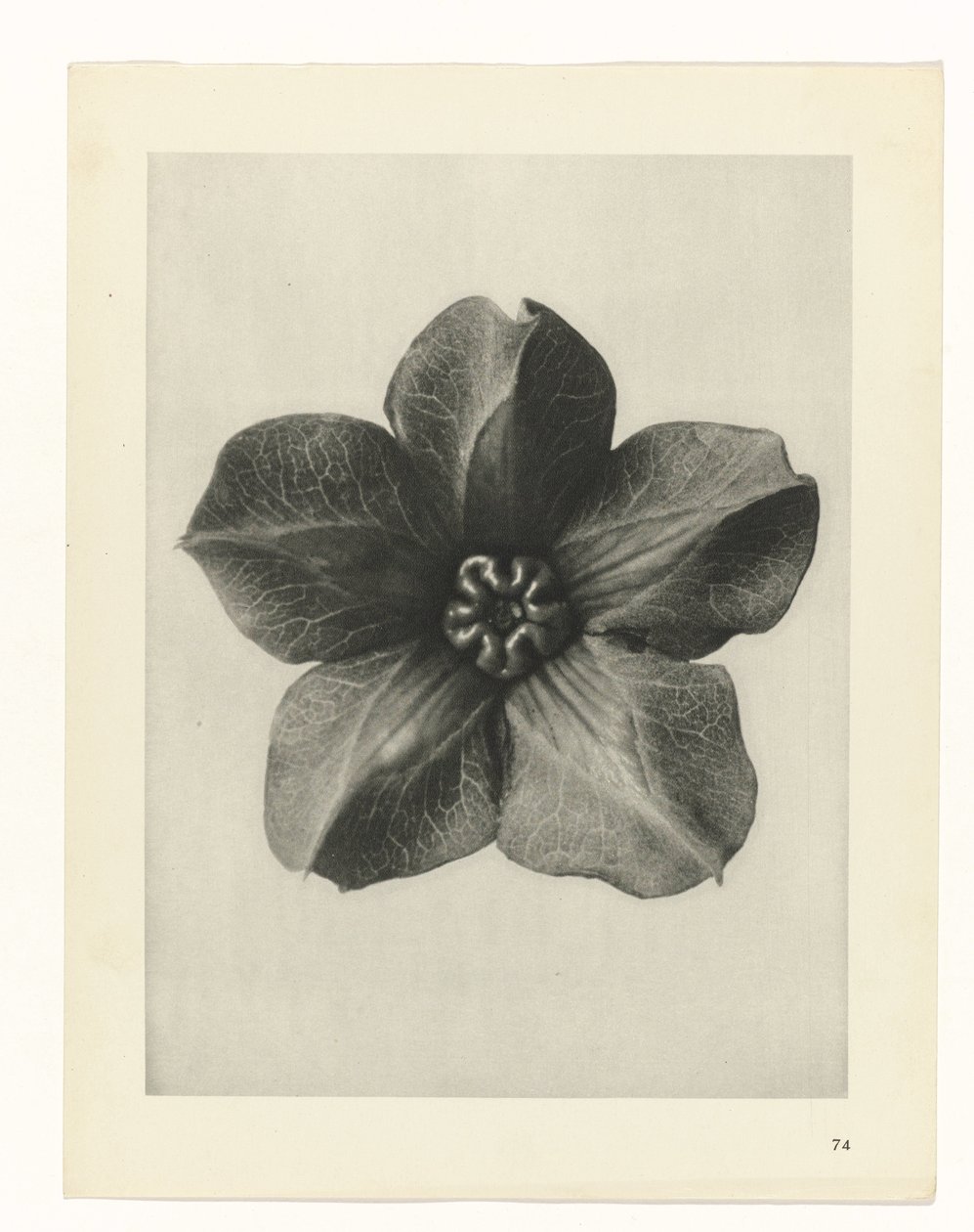 Étude de plante (série Urformen der Kunst) - Karl Blossfeldt