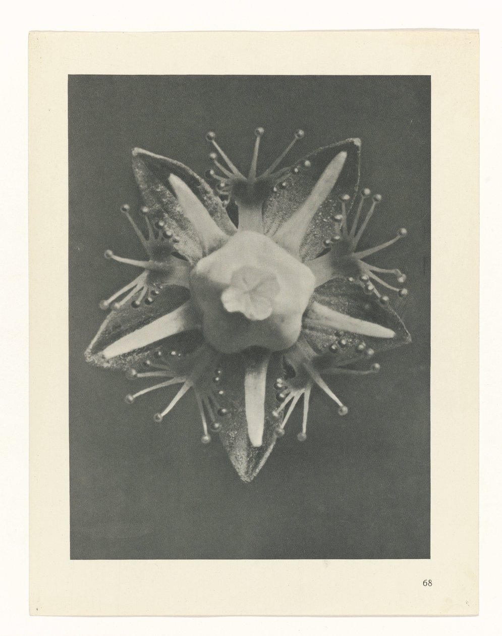 Étude de plante (série Urformen der Kunst) - Karl Blossfeldt