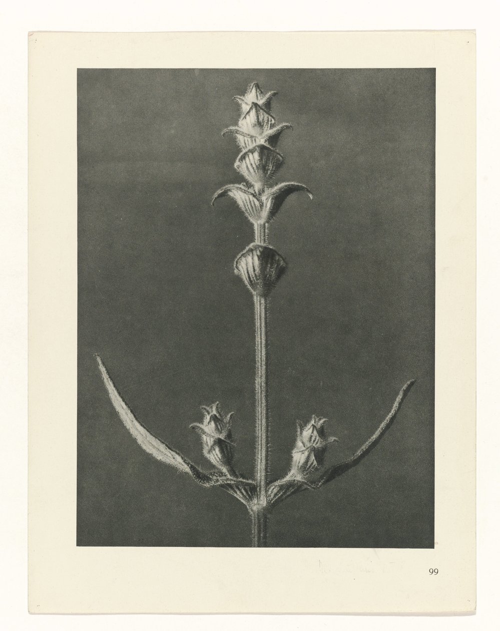 Étude de plante (série Urformen der Kunst) - Karl Blossfeldt