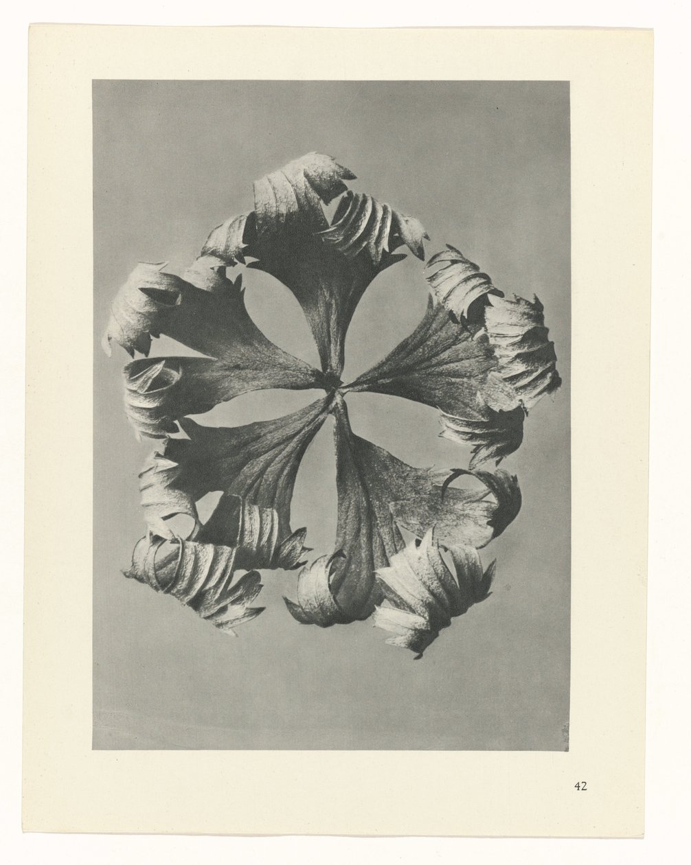Étude de plante (série Urformen der Kunst) - Karl Blossfeldt