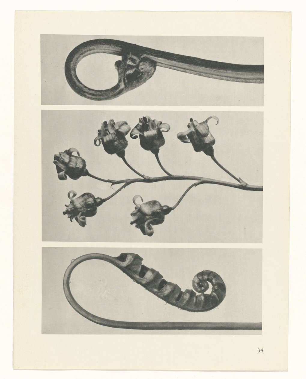 Étude de plante (série Urformen der Kunst) - Karl Blossfeldt