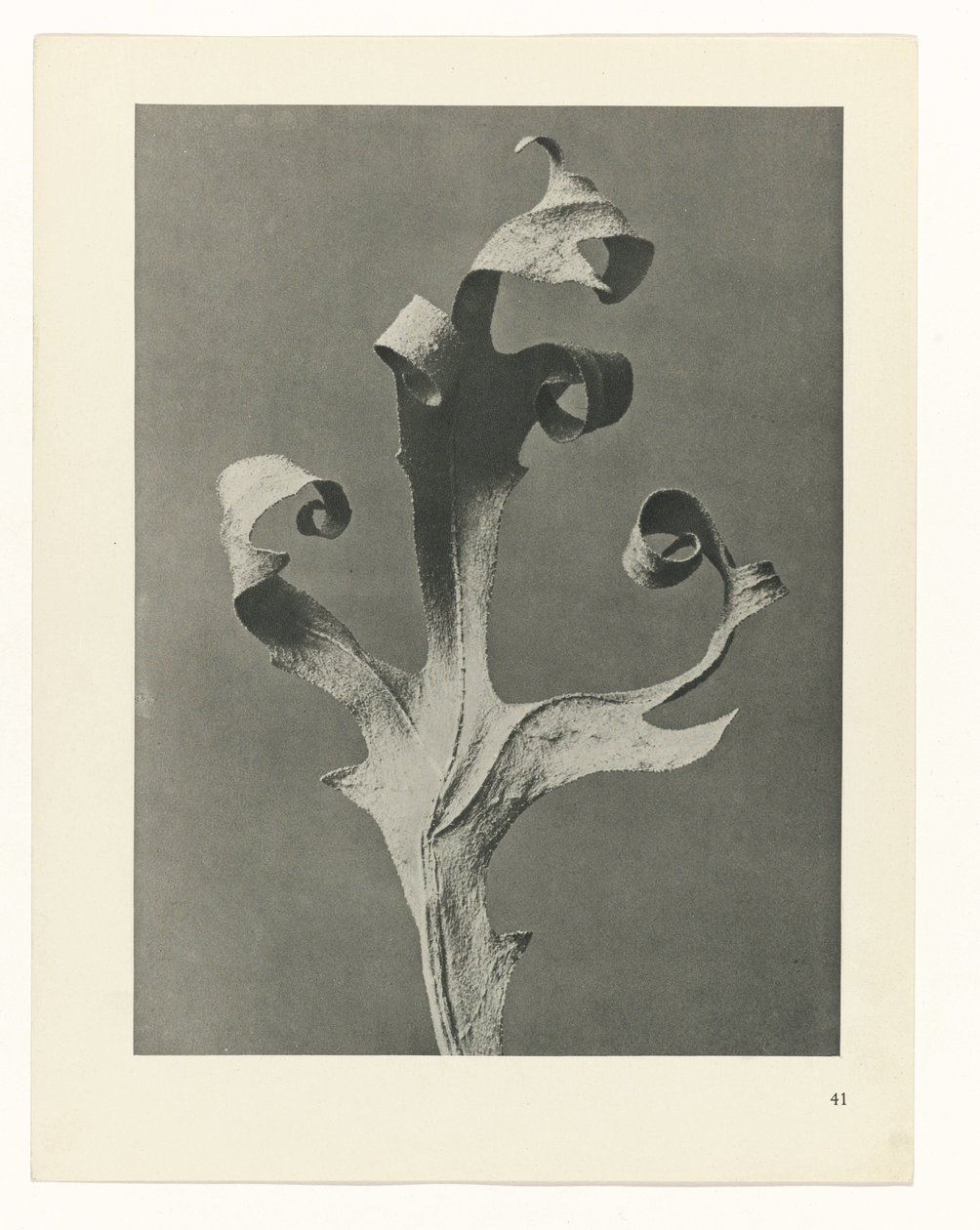 Étude de plante (Urformen der Kunst) - Karl Blossfeldt