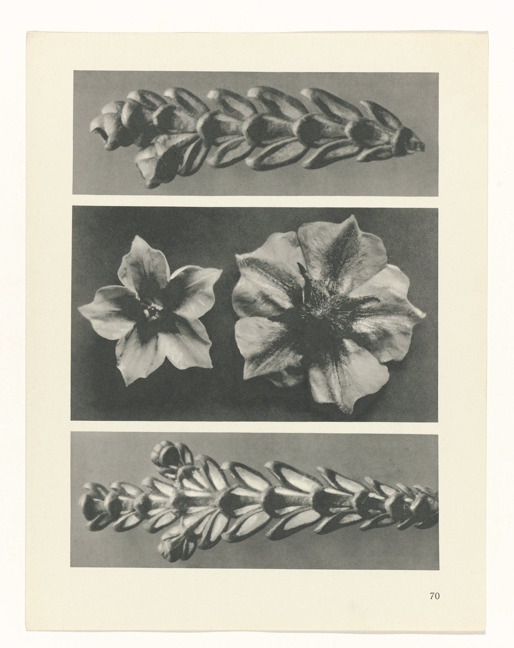 Étude de plante (Urformen der Kunst) - Karl Blossfeldt