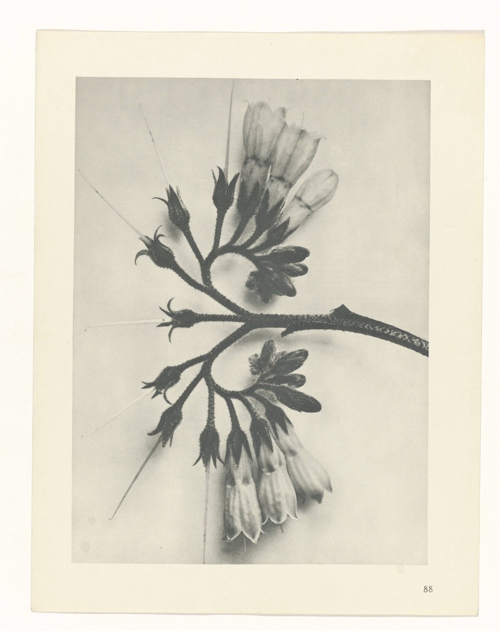 Étude de plante (Urformen der Kunst) - Karl Blossfeldt