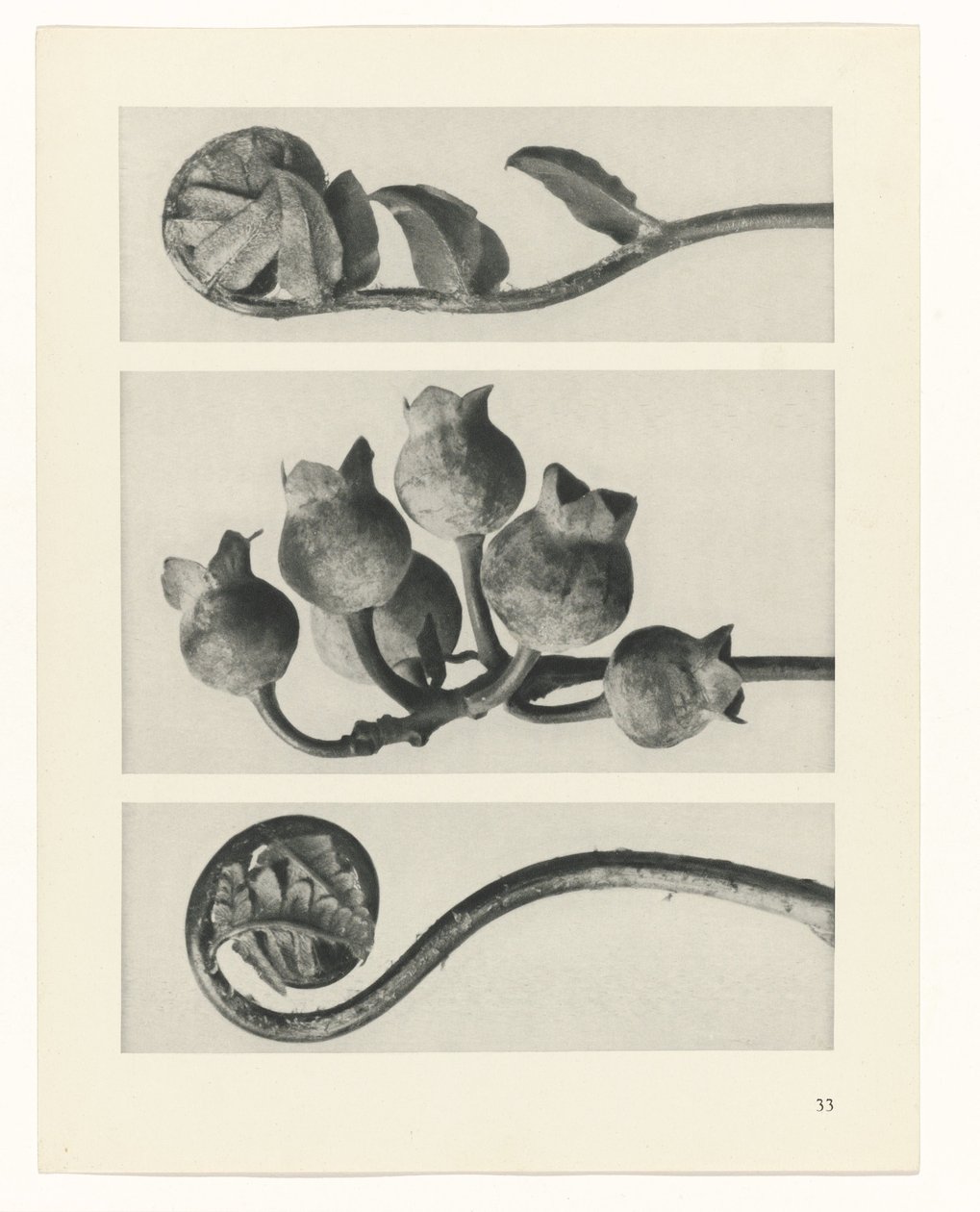 Étude de plante (Urformen der Kunst) - Karl Blossfeldt