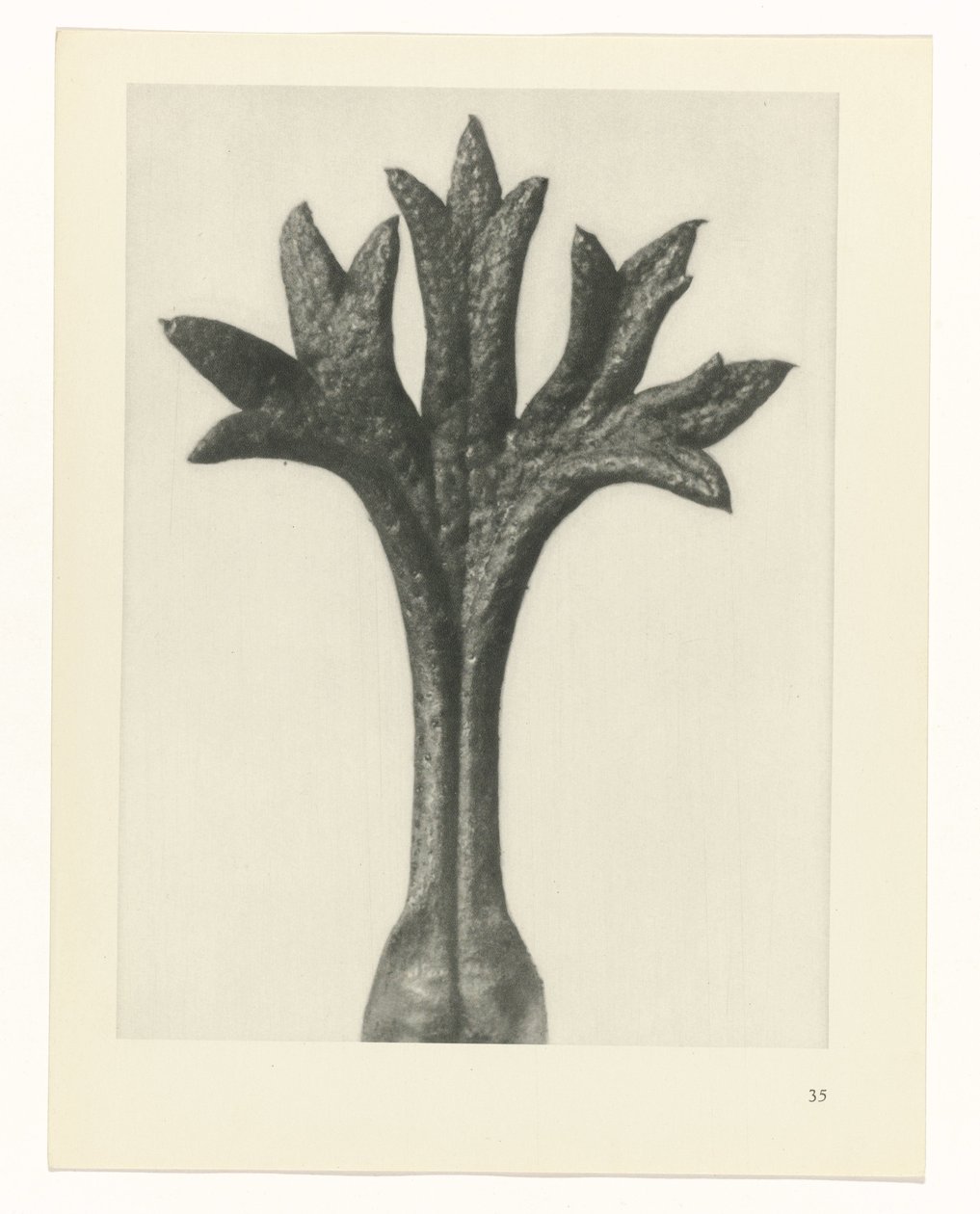 Étude de plante (Urformen der Kunst) - Karl Blossfeldt