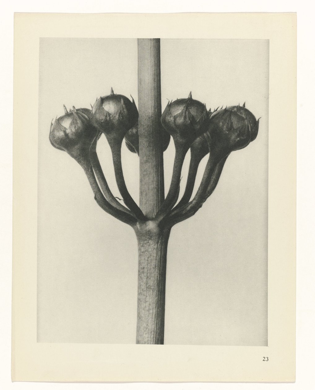 Étude de plante (Urformen der Kunst) - Karl Blossfeldt