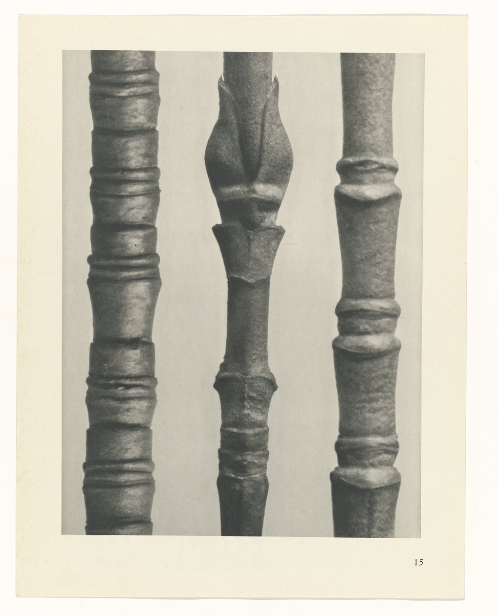 Étude de plante (Urformen der Kunst) - Karl Blossfeldt