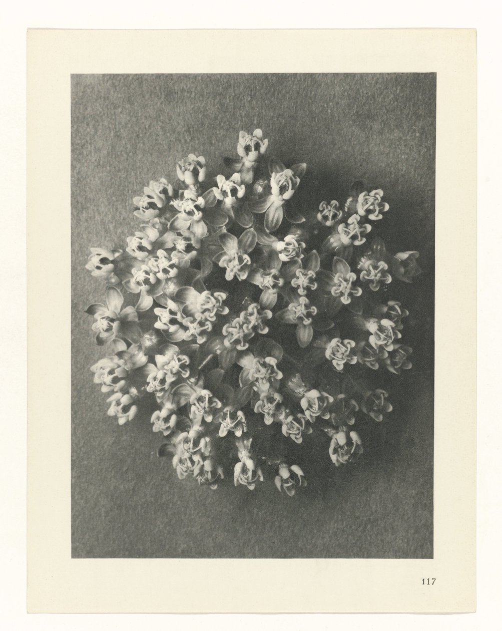 Étude de plante (Urformen der Kunst) - Karl Blossfeldt