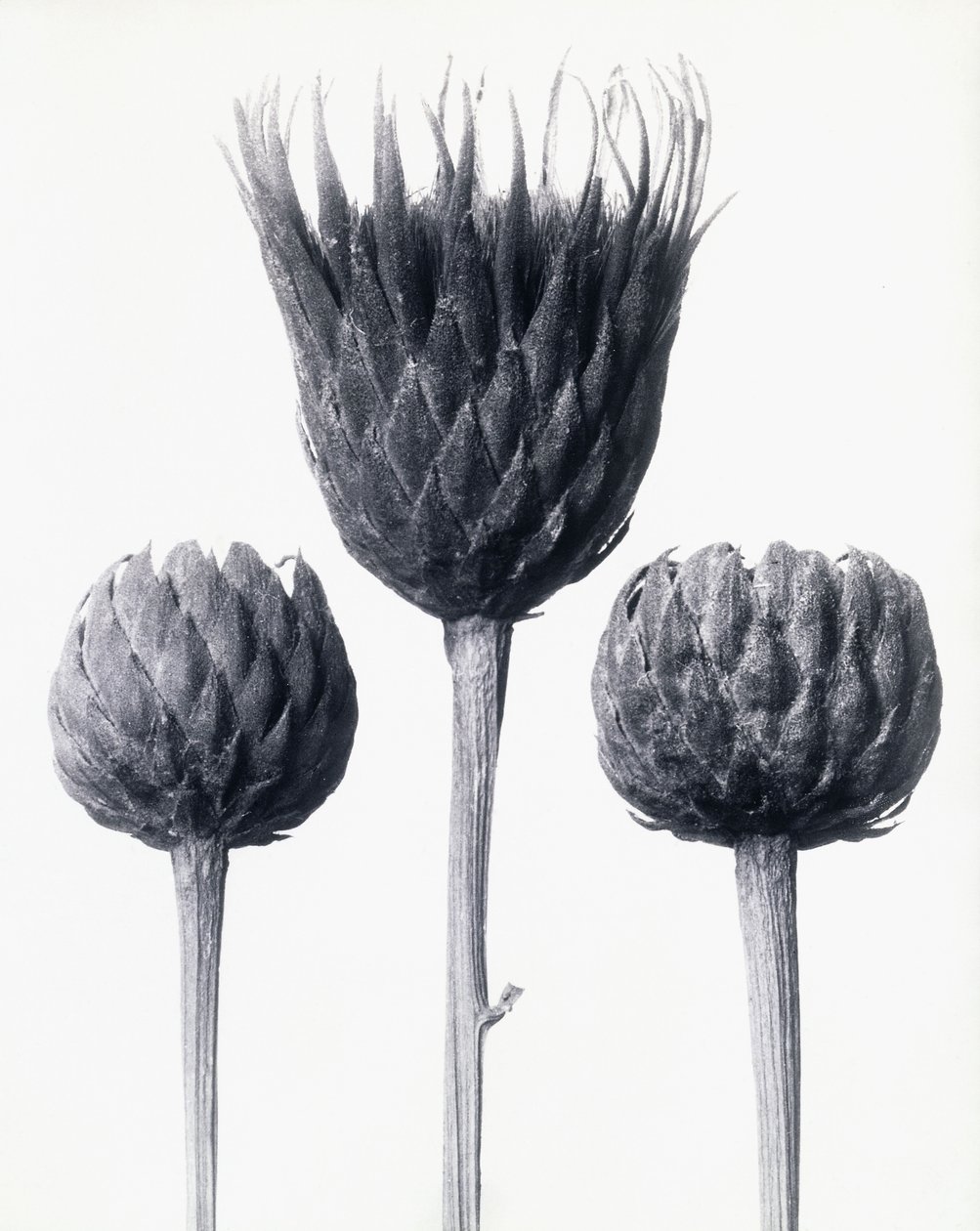 Serratula Nudicaulis (Scie commune à tige nue) - Karl Blossfeldt