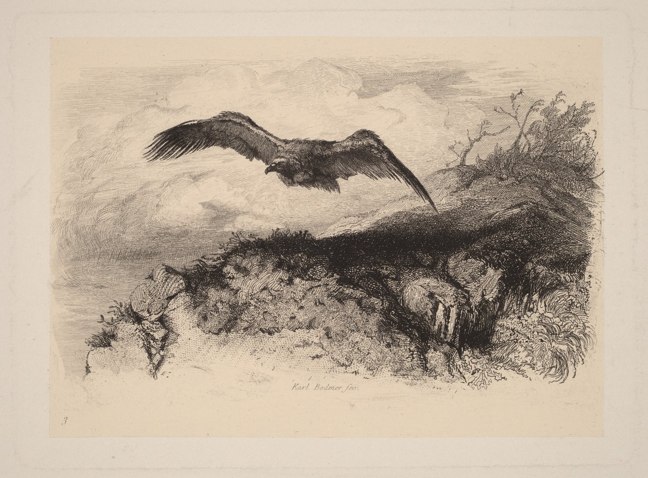 Aigle au vol - Karl Bodmer