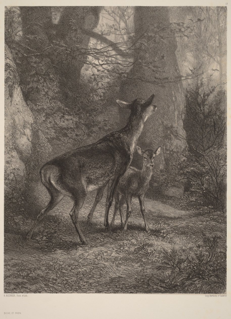Biche et Faon - Karl Bodmer