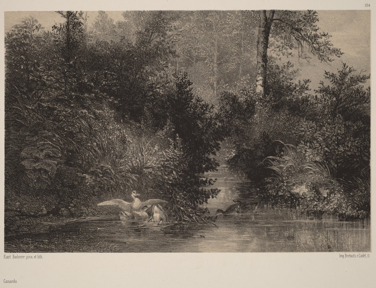 Canards - Karl Bodmer