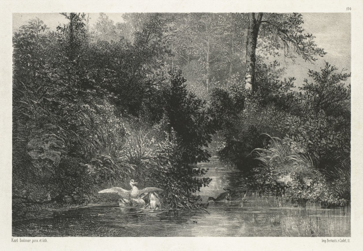 Canards - Karl Bodmer
