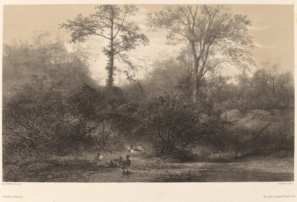 Canards Sauvages - Karl Bodmer