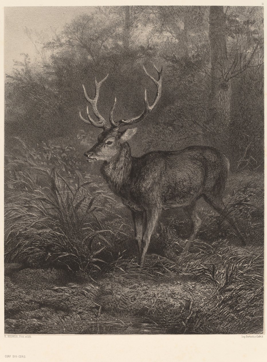 Cerf dix-cors - Karl Bodmer