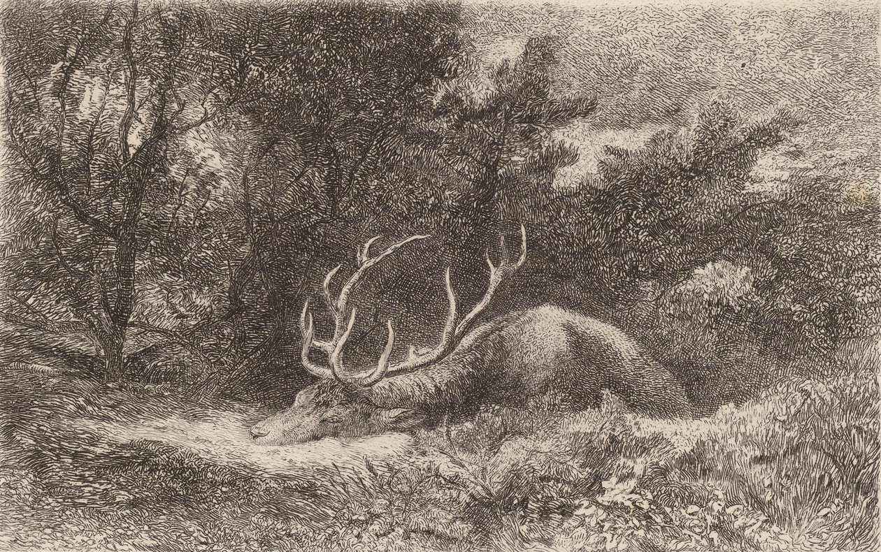 Cerf à la Reposée - Karl Bodmer