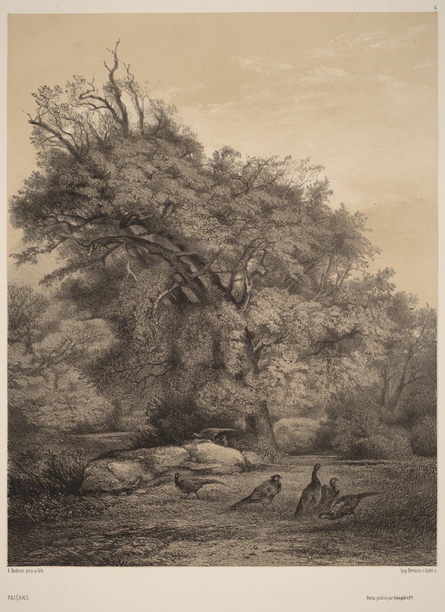 Faisans - Karl Bodmer