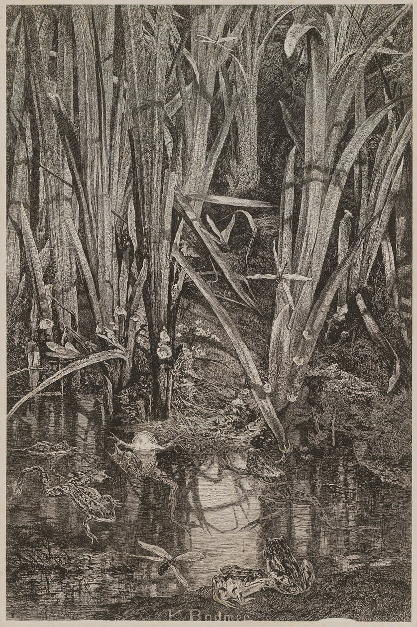Grenouilles dans le marais - Karl Bodmer